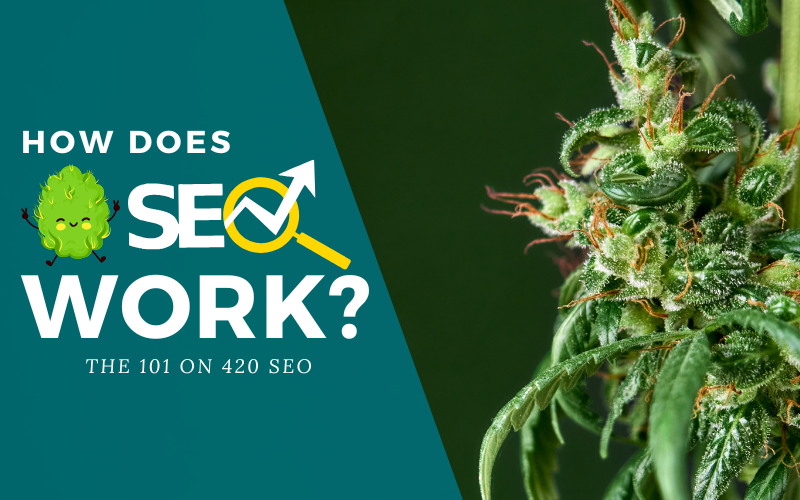 Close-up of a flowering cannabis plant alongside text that reads “How Does SEO Work?” emphasizing SEO for cannabis brands in a regulated market.